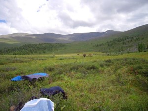 Travnik in čira čara